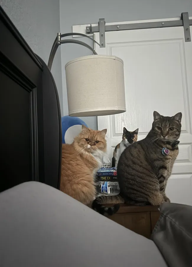 Memes With Cats (20 pics)