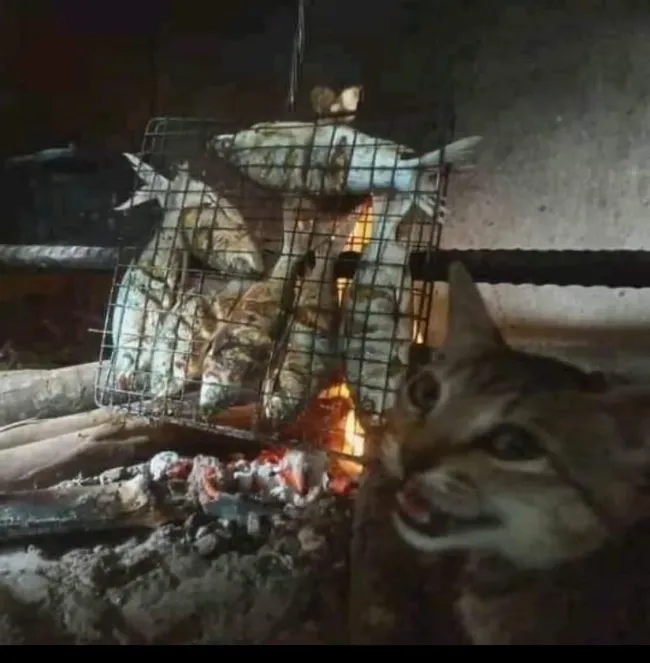 Memes With Cats (20 pics)