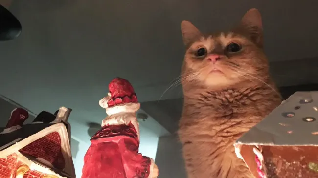 Memes With Cats (20 pics)