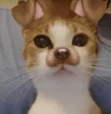 Memes With Cats (20 pics)