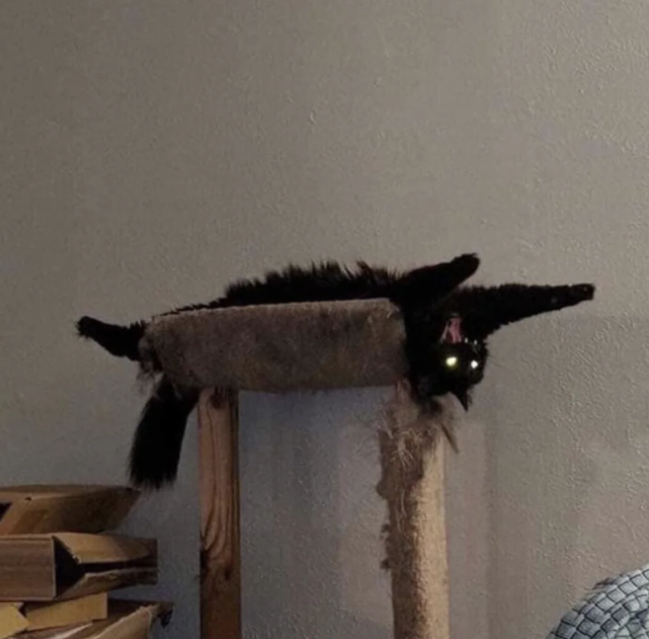 Memes With Cats (20 pics)