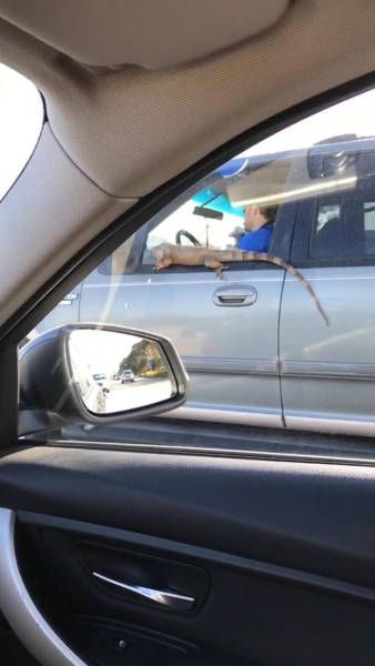 Daily Pictures. Part 2 (72 pics)