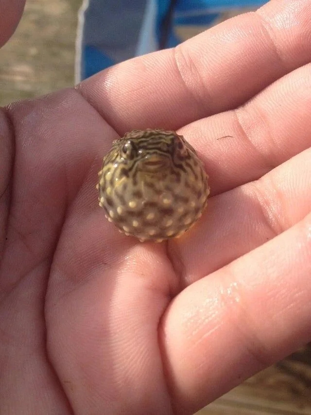 Little Things (18 pics)