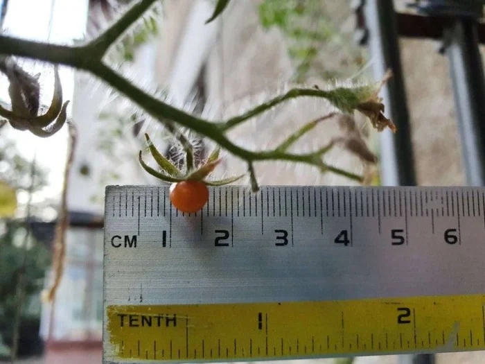 Little Things (18 pics)