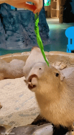 Acid GIFs, March 26 (25 gifs)