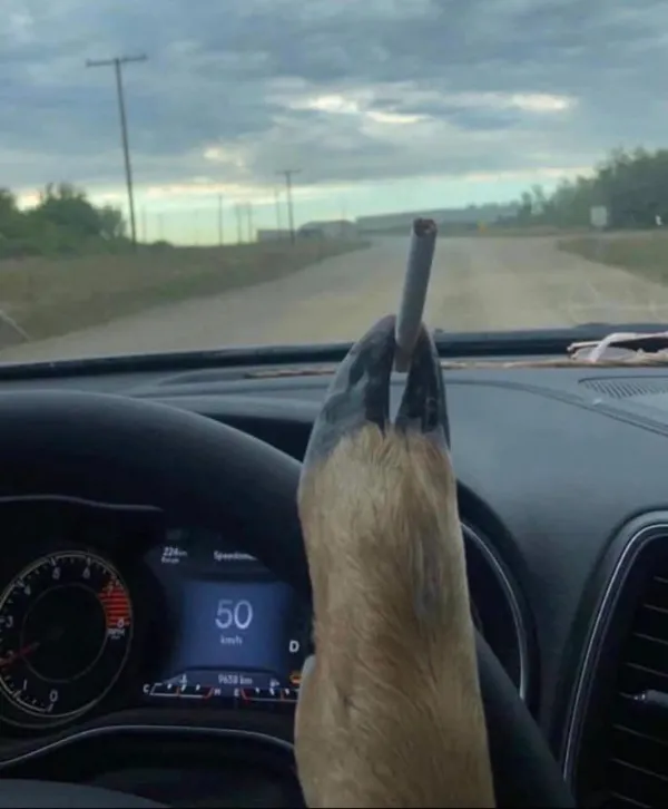 What Is Going On Here? (30 pics)