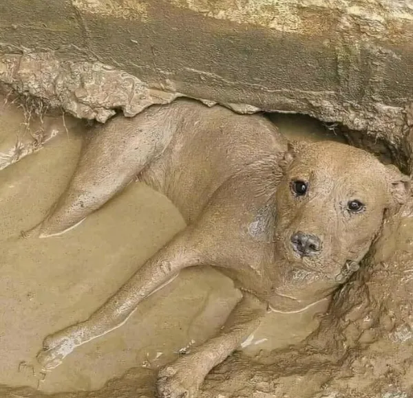 Funny Animals (29 pics)