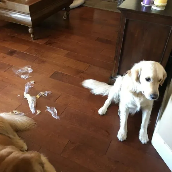 Funny Animals (29 pics)