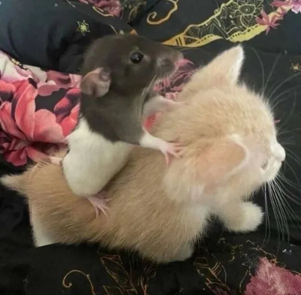 Funny Animals (29 pics)