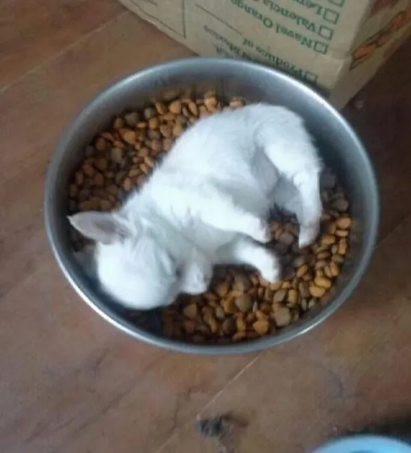 Funny Animals (29 pics)