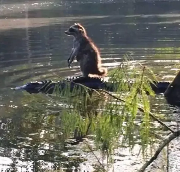 Funny Animals (29 pics)