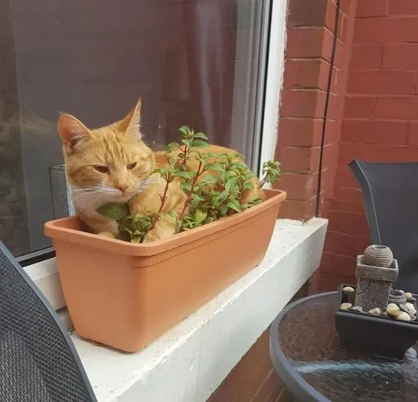 Funny Animals (29 pics)