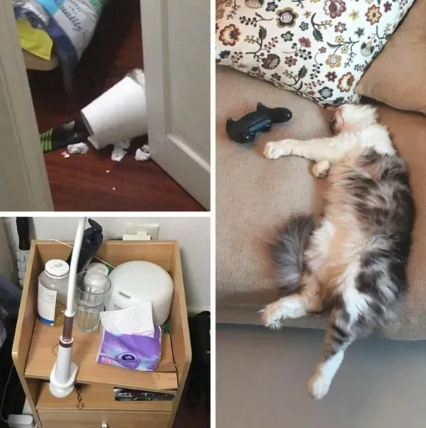 Funny Animals (29 pics)