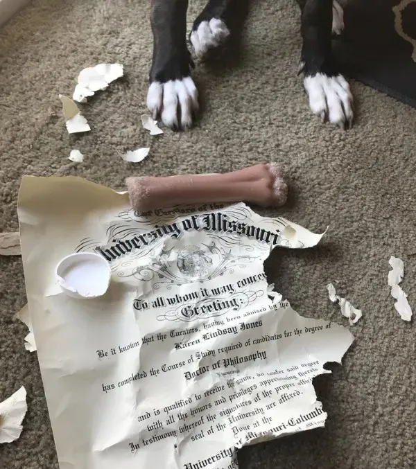 Funny Animals (29 pics)