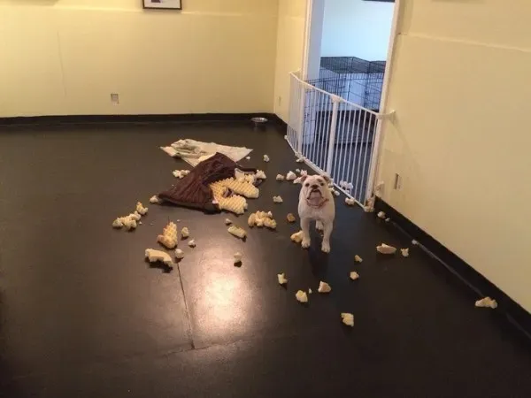 Funny Animals (29 pics)