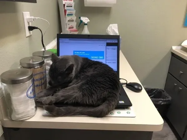 Funny Animals (29 pics)