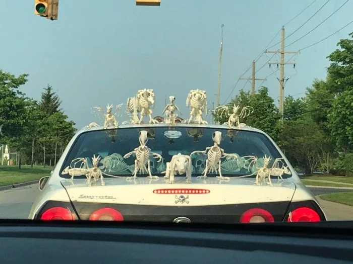 What Is Going On Here? (16 pics)