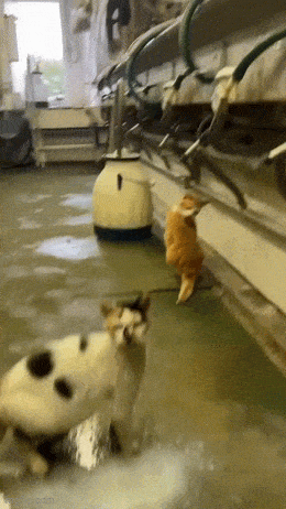 Acid GIFs, March 30 (25 gifs)