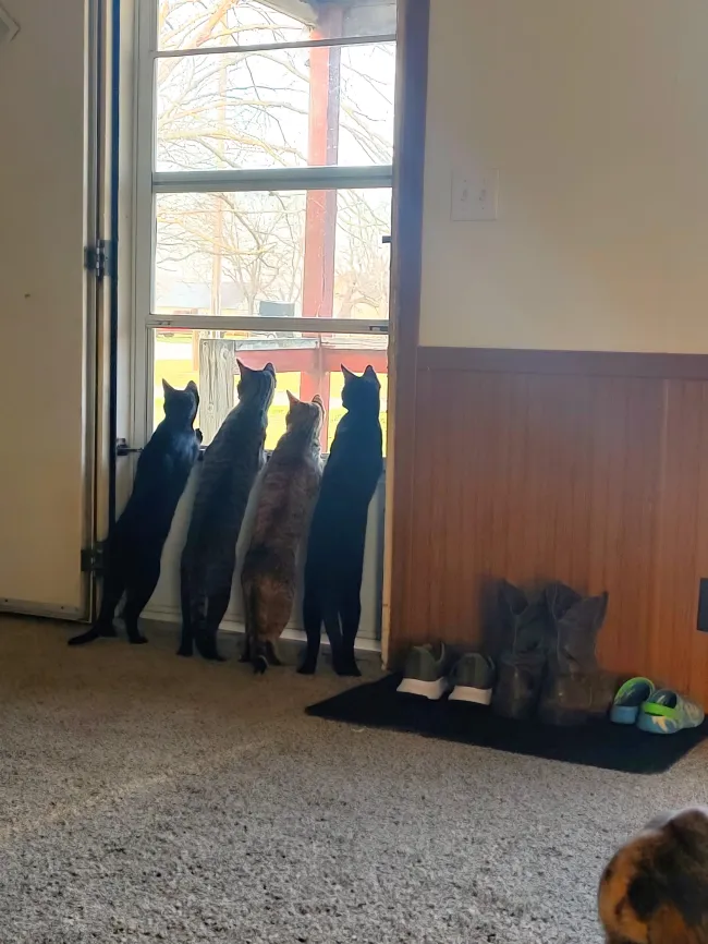 Memes For Cat Lovers (20 pics)