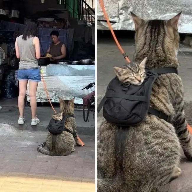 Memes For Cat Lovers (20 pics)