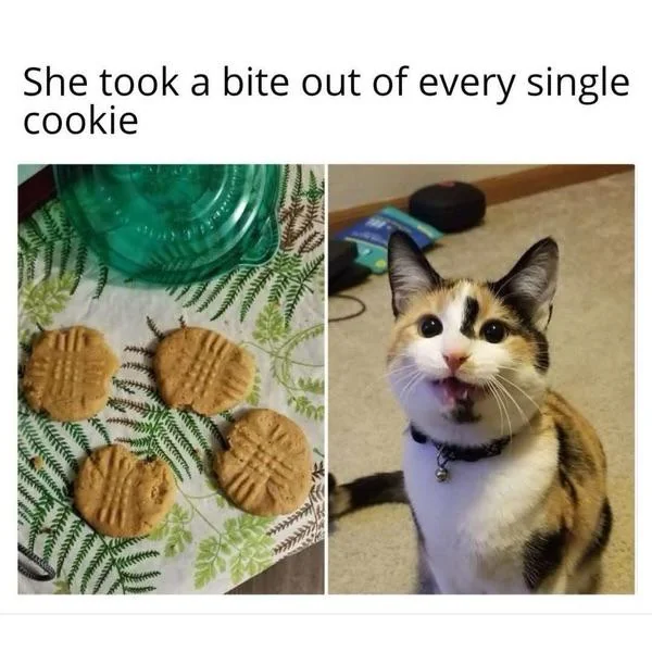 Memes For Cat Lovers (20 pics)