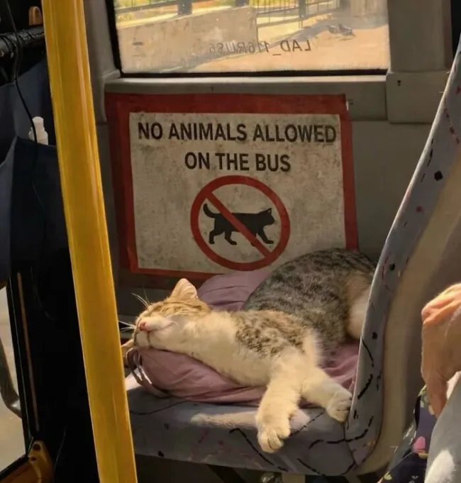 Memes For Cat Lovers (20 pics)