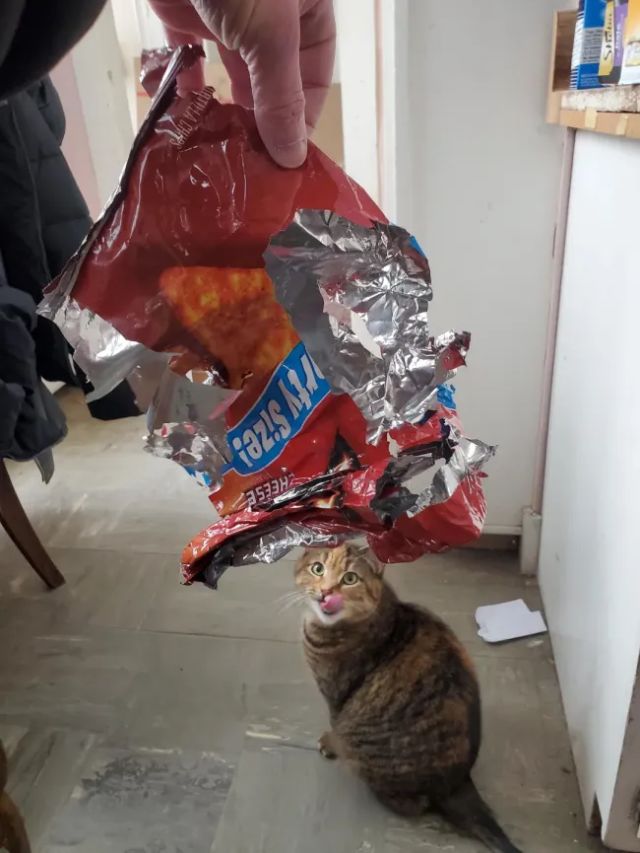 Memes For Cat Lovers (20 pics)