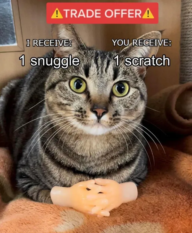 Memes For Cat Lovers (20 pics)