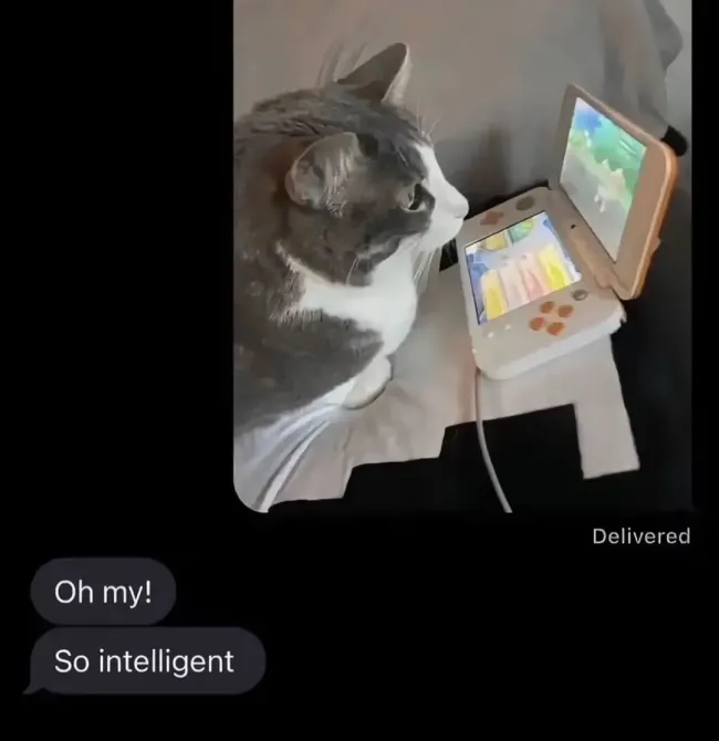 Memes For Cat Lovers (20 pics)