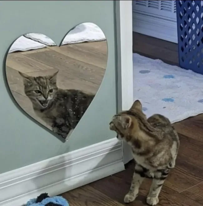 Memes For Cat Lovers (20 pics)