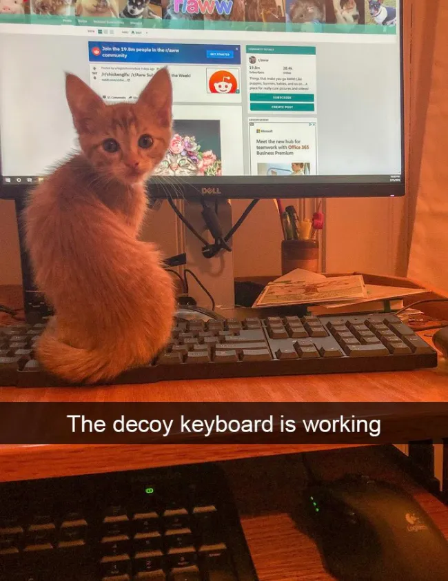 Memes For Cat Lovers (20 pics)