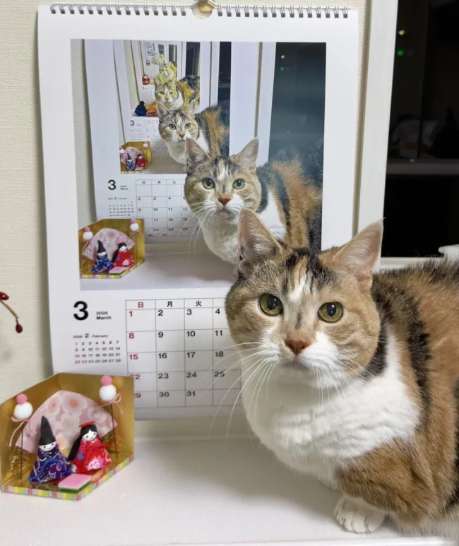 Memes For Cat Lovers (20 pics)