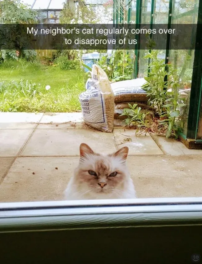 Memes For Cat Lovers (20 pics)