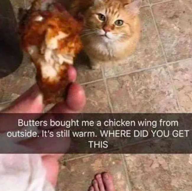 Memes For Cat Lovers (20 pics)