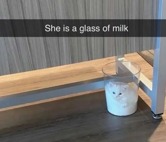 Memes For Cat Lovers (20 pics)