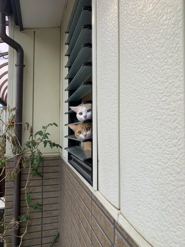 Memes For Cat Lovers (20 pics)