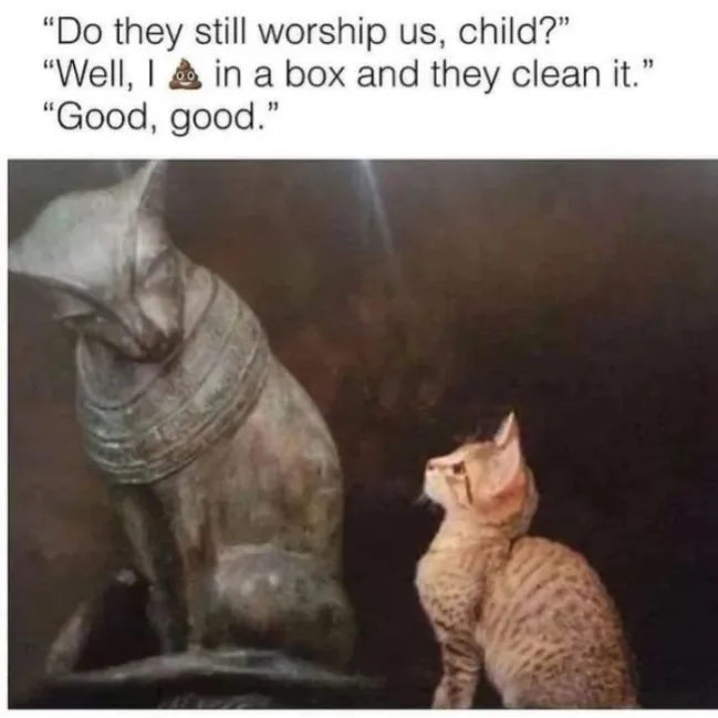 Memes For Cat Lovers (20 pics)