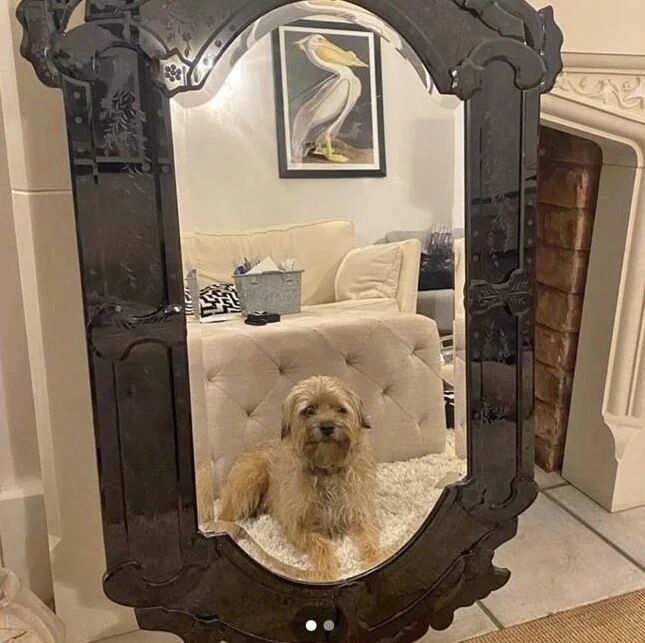 They're Trying To Sell Mirrors (21 pics)