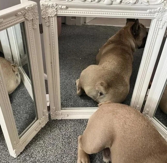 They're Trying To Sell Mirrors (21 pics)