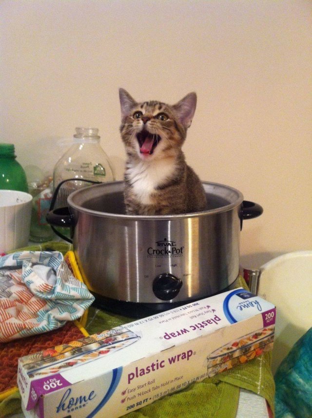 They Can Sleep Anywhere (18 pics)