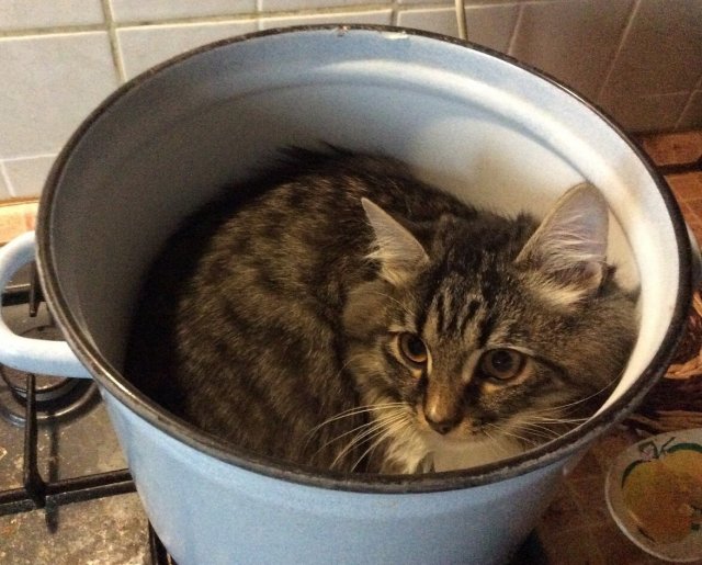 They Can Sleep Anywhere (18 pics)