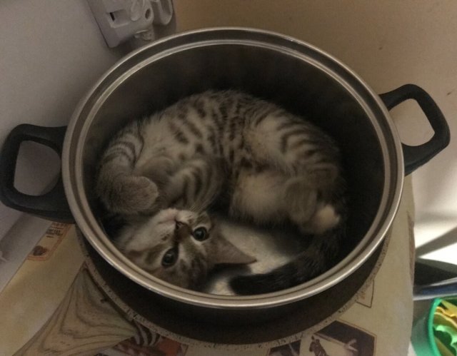 They Can Sleep Anywhere (18 pics)