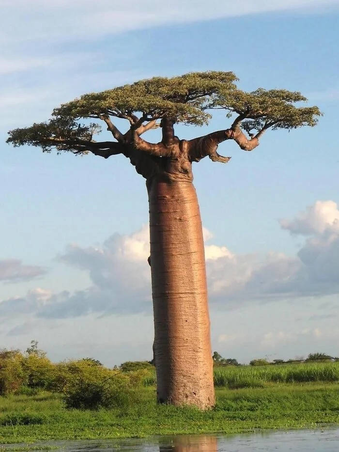 Giant Things (21 pics)