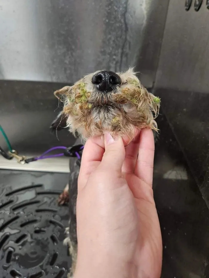 Cheeky Pets (21 pics)