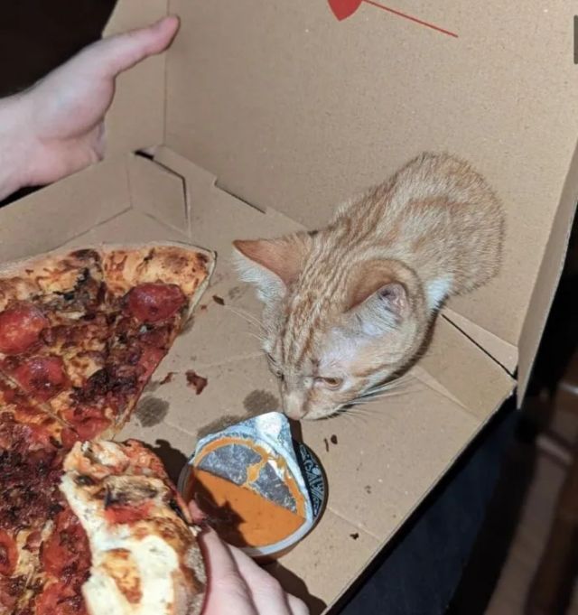 Cheeky Pets (21 pics)