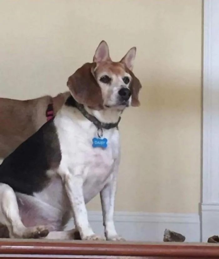 Cheeky Pets (21 pics)