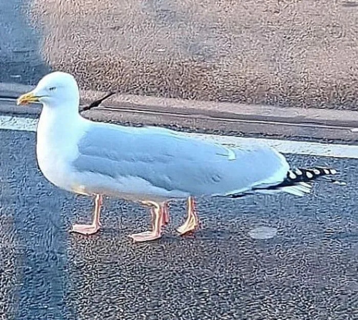 Cheeky Pets (21 pics)