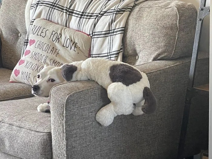 Cheeky Pets (21 pics)