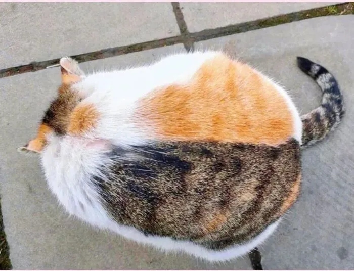 Cheeky Pets (21 pics)