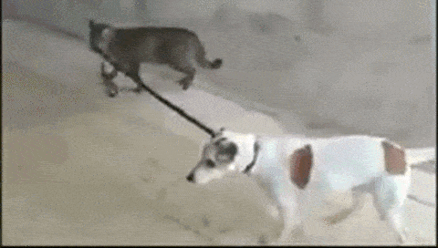 Acid GIFs, April 3 (25 gifs)